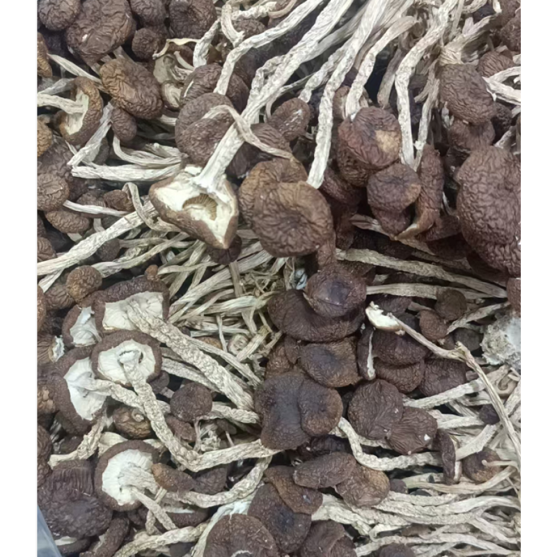 Cha Shu Gu - Agrocybe Aegerita 250gram Cha Shu Gu - Agrocybe Aegerita 250gram