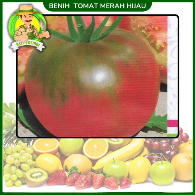 Benih Tomat Merah Hijau