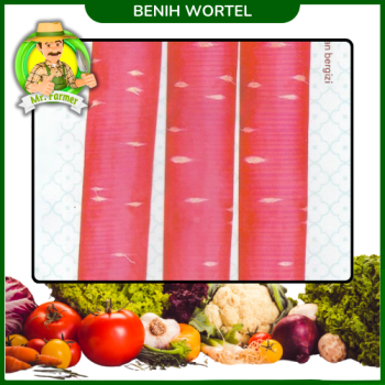 Benih Wortel  Benih Wortel