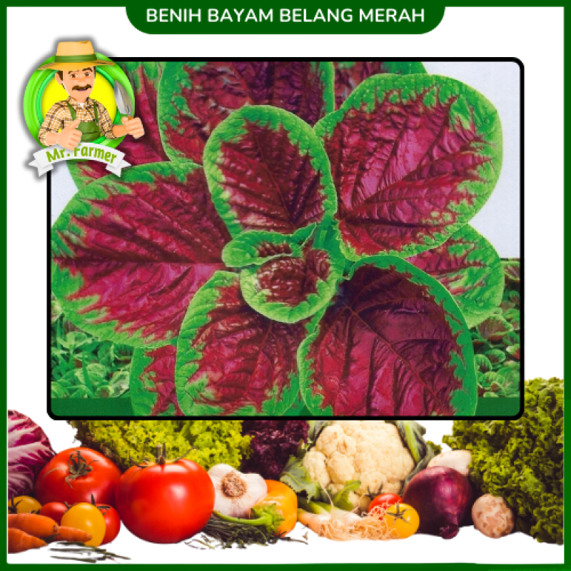 Benih Bayam Belang Merah