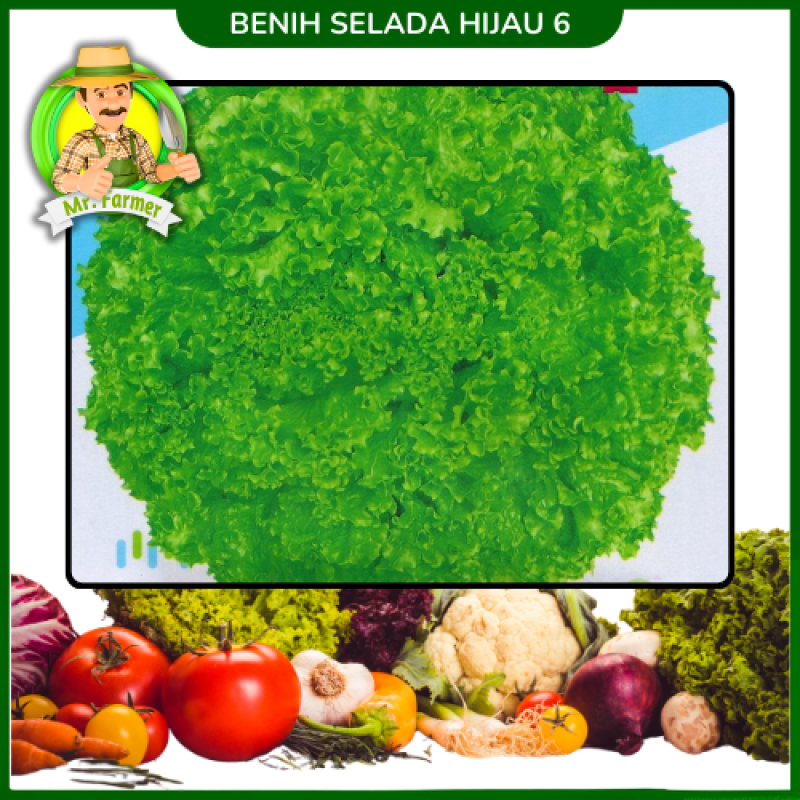 Benih Selada Hijau 6 Benih Selada Hijau 6