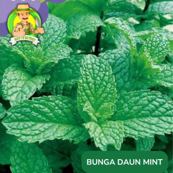 Benih Bunga Daun Mint Benih Bunga Daun Mint