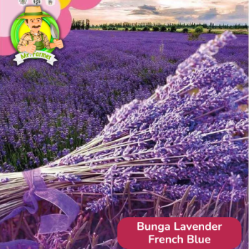 Benih Bunga Lavender French Blue Benih Bunga Lavender French Blue