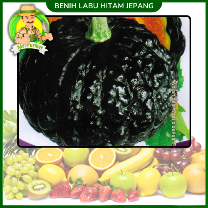 Benih Labu Hitam Jepang