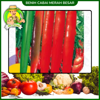 Benih Cabai Merah Besar Benih Cabai Merah Besar