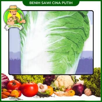 Benih Sawi china Putih Benih Sawi china Putih