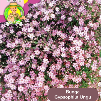 Benih Bunga Gypsophila Ungu Benih Bunga Gypsophila Ungu