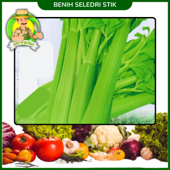 Benih Seledri Stik  Benih Seledri Stik