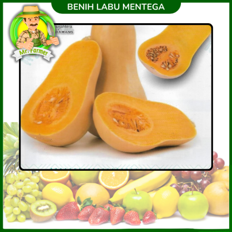 Benih Labu Mentega