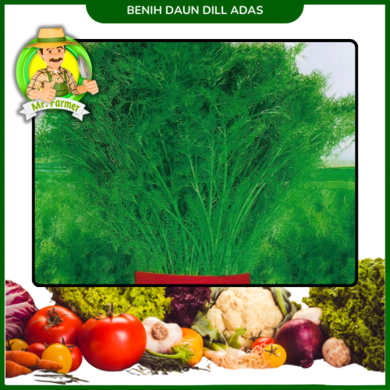 Benih Dill Adas