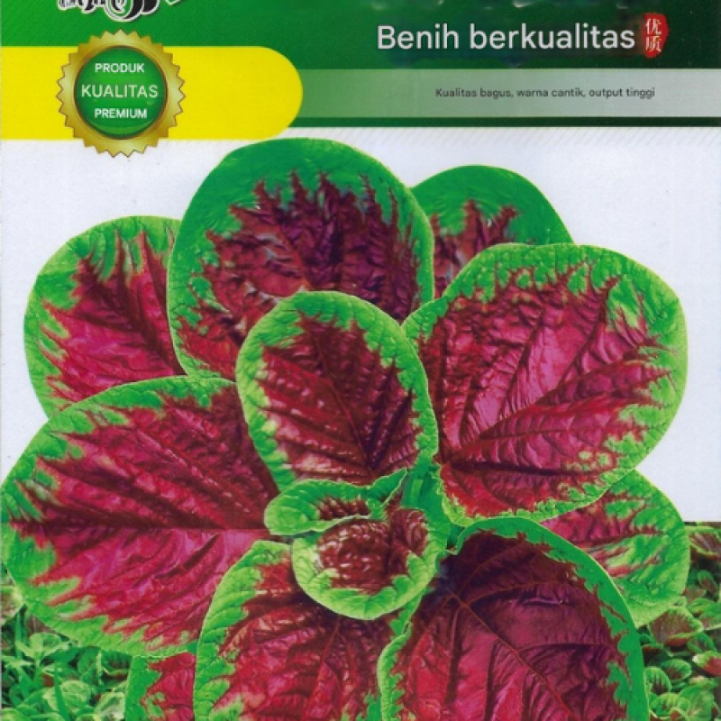 Benih Bayam Belang Merah Benih Bayam Belang Merah