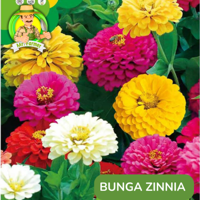 Benih Bunga Zinnia Benih Bunga Zinnia