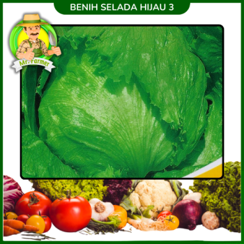 Benih Selada Hijau 3 Benih Selada Hijau 3