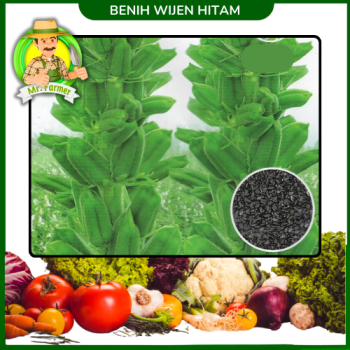 Benih Wijen Hitam  Benih Wijen Hitam