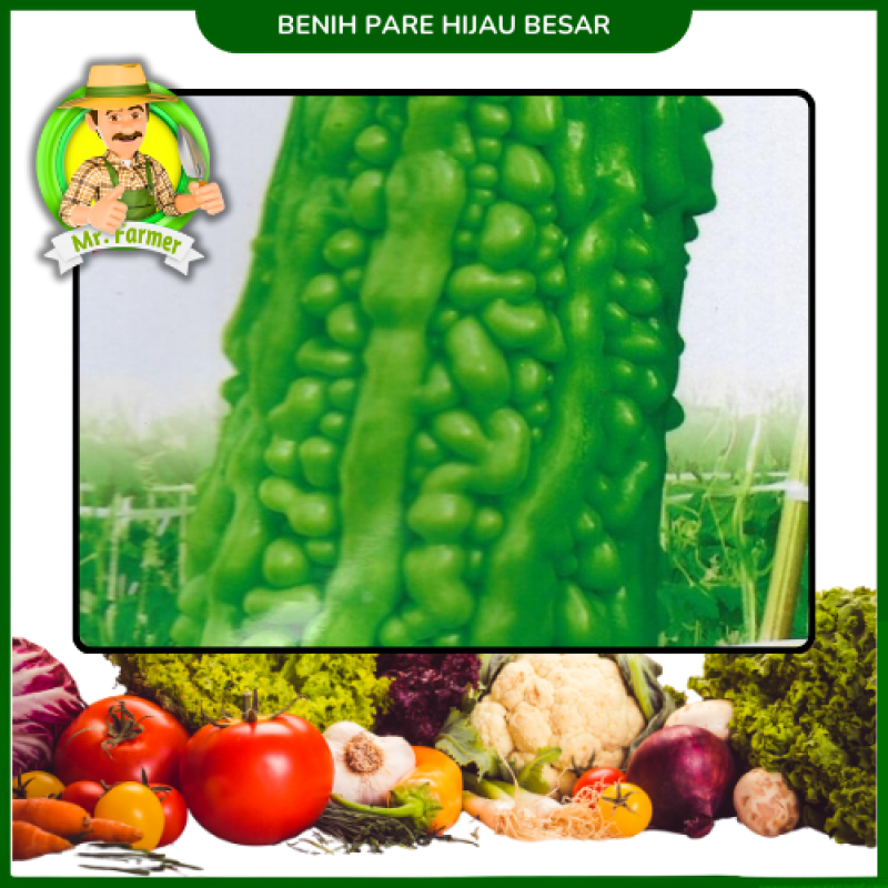 Benih Pare Hijau Besar Benih Pare Hijau Besar