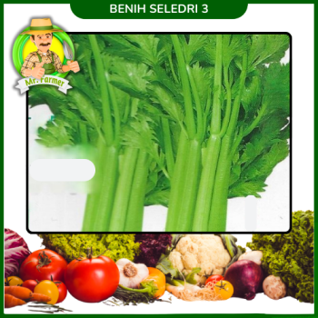 Benih Seledri 3 Benih Seledri 3