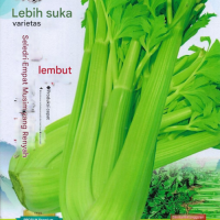  Benih Seledri Stik