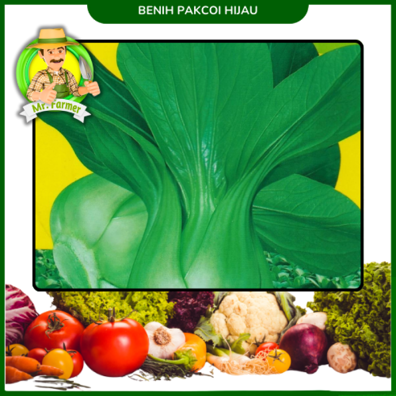 Benih Pakcoi Hijau Benih Pakcoi Hijau