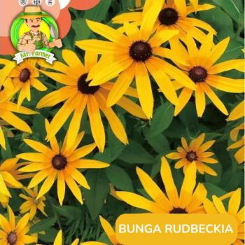 Benih Bunga Rudbeckia Benih Bunga Rudbeckia