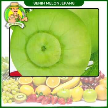 Benih Melon Jepang Benih Melon Jepang