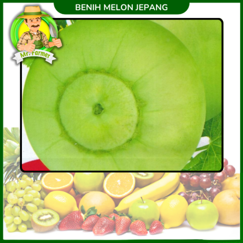 Benih Melon Jepang