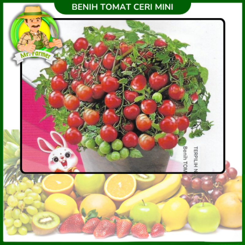 Benih Tomat Ceri Mini