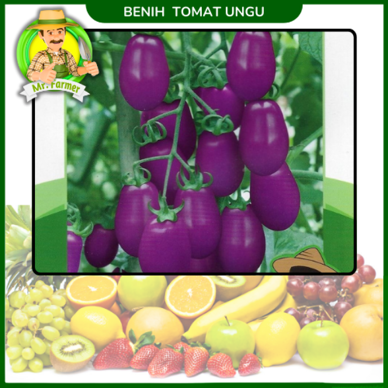 Benih Tomat Ungu