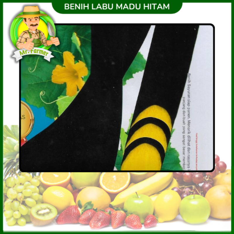 Benih Labu Madu Hitam
