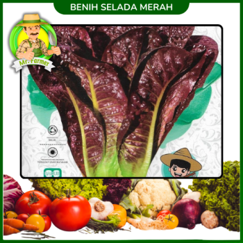 Benih Selada Merah Benih Selada Merah