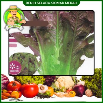Benih Selada Siomak Merah Benih Selada Siomak Merah