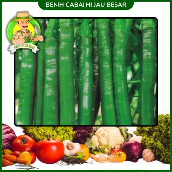 Benih Cabai Hijau Besar Benih Cabai Hijau Besar