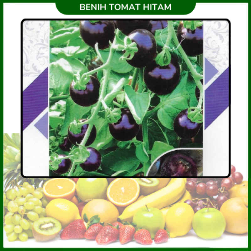 Benih Tomat Hitam