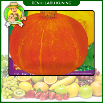 Buah Labu Kuning Buah Labu Kuning