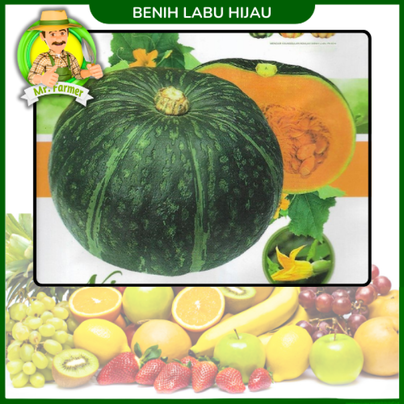 Benih Labu Hijau 