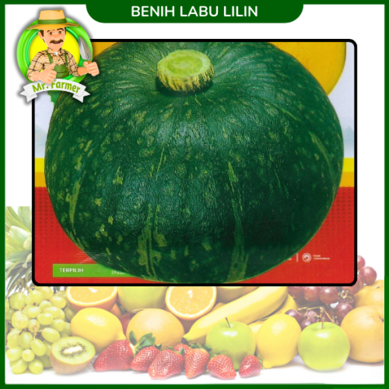 Benih Labu Lilin