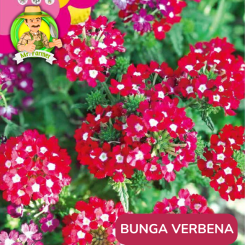 Benih Bunga Verbena Benih Bunga Verbena