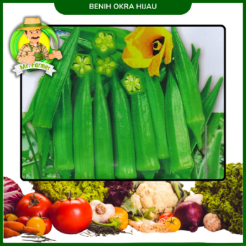 Benih Okra Hijau Benih Okra Hijau
