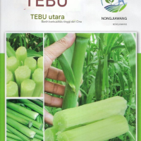  Benih Tebu Hijau
