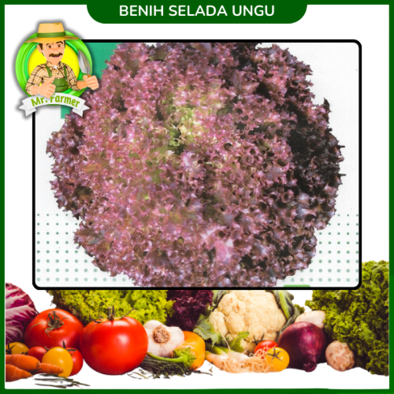 Benih Selada Ungu Benih Selada Ungu