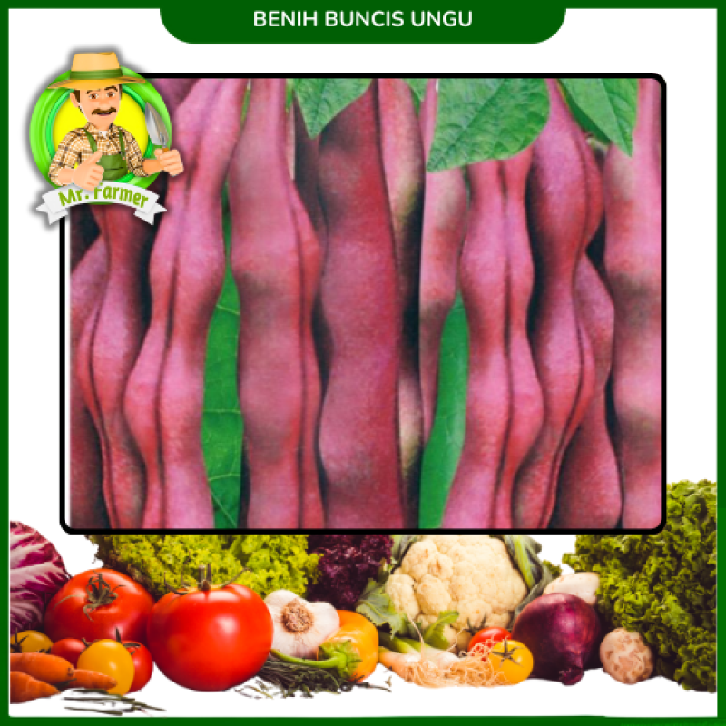 Benih Kacang Buncis Ungu