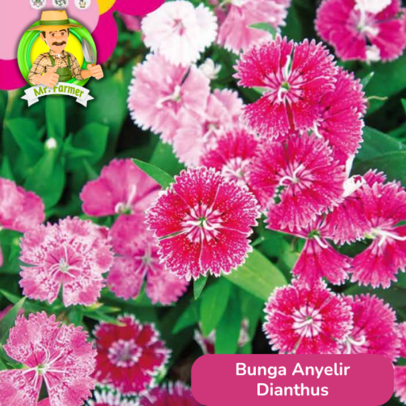 Benih Bunga Anyelir Dianthus Benih Bunga Anyelir Dianthus