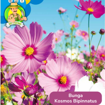 Benih Bunga Kosmos Bipinnatus Benih Bunga Kosmos Bipinnatus