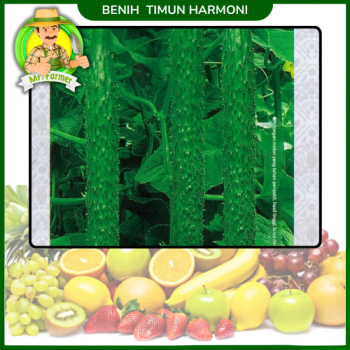 Benih Timun Harmony Benih Timun Harmony