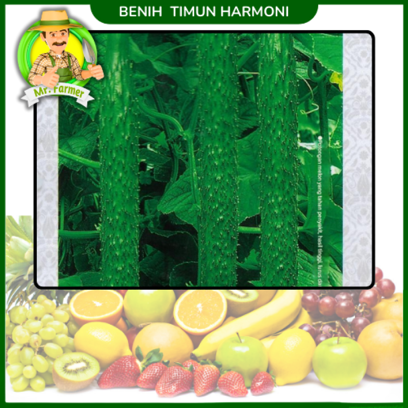 Benih Timun Harmony