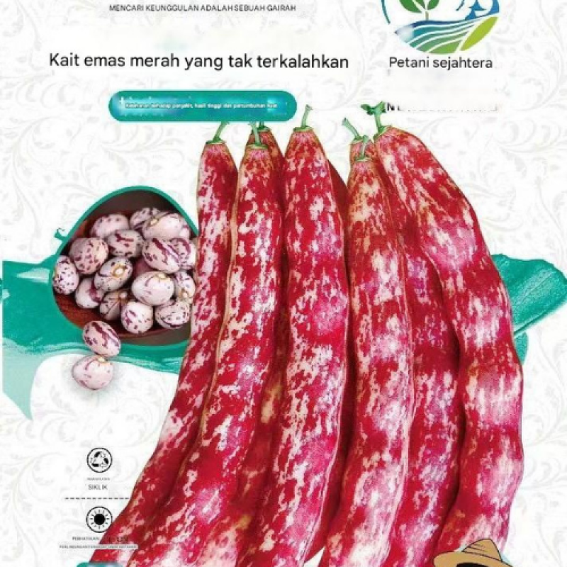 Benih Kacang Merah Benih Kacang Merah