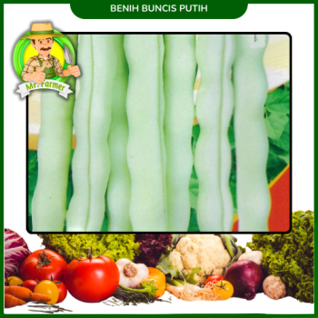 Benih Kacang Buncis Putih Benih Kacang Buncis Putih