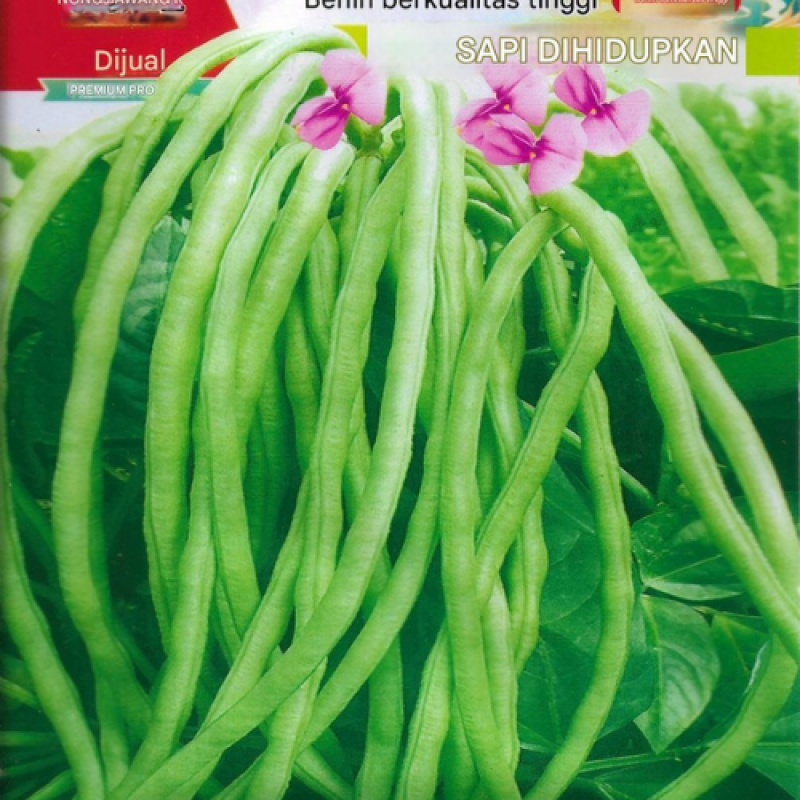 Benih Kacang Panjang 2 Benih Kacang Panjang 2