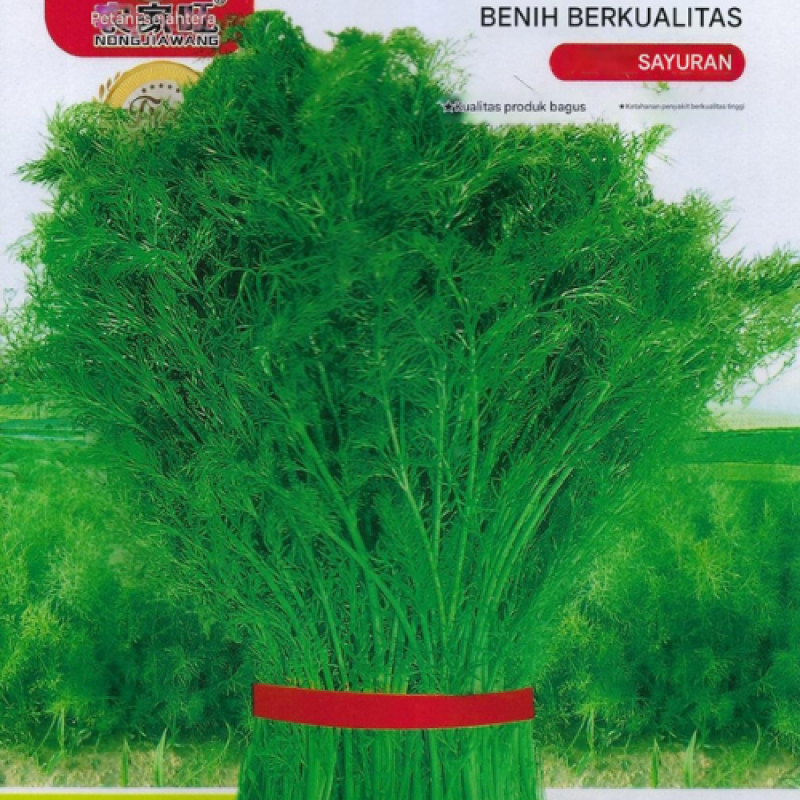 Benih Dill Adas Benih Dill Adas