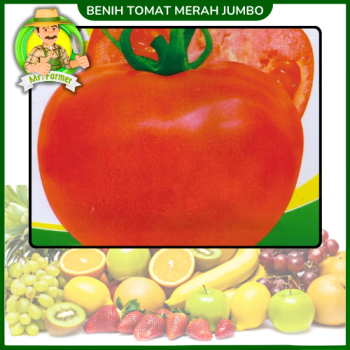 Benih Tomat Merah Jumbo Benih Tomat Merah Jumbo