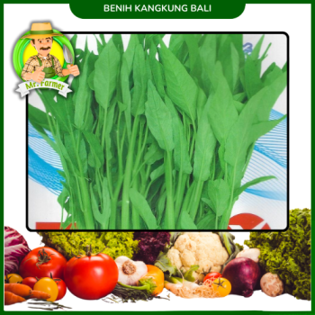 Benih Kangkung Bali Benih Kangkung Bali